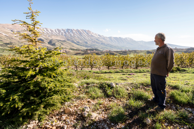 Al Arz;Kaleidos;Kaleidos images;Lebanon;Middle East;Near East;Tarek Charara;Youssef Tawk;Cedars;Cedars of Lebanon;Cedrus libani